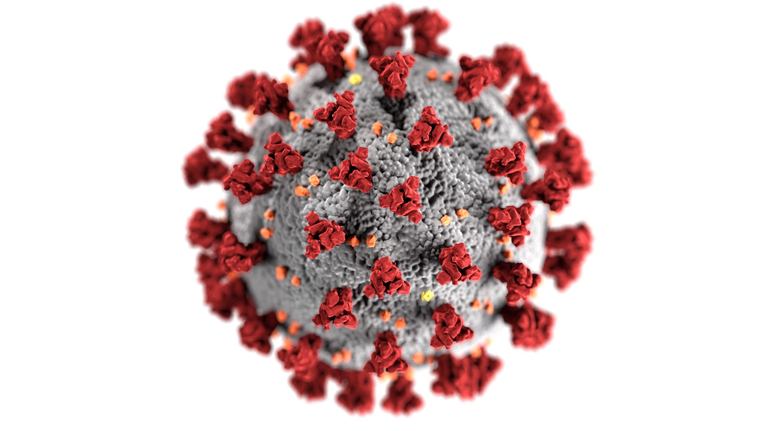Coronavirus illustration credit CDC Upsplash